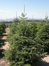 Subalpine Fir